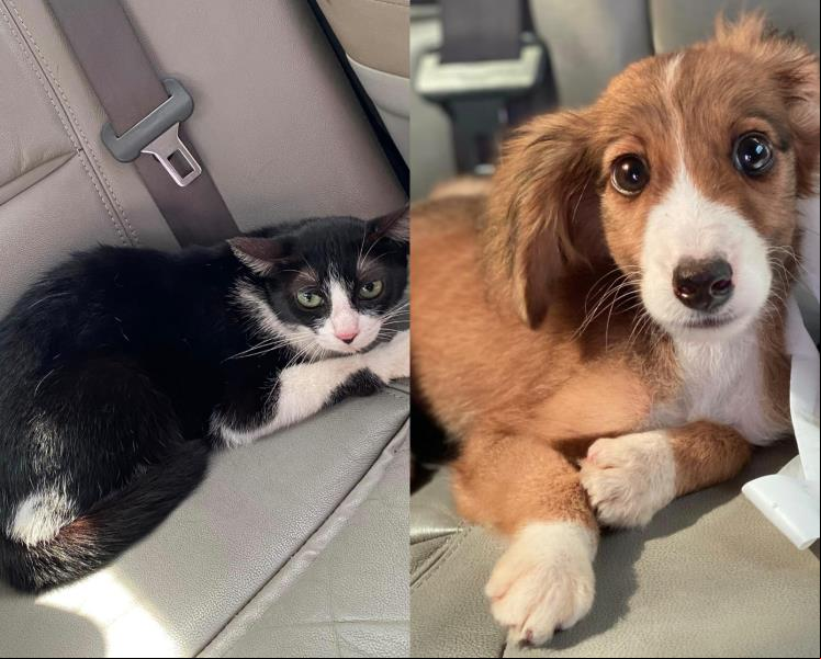 Dois animais são resgatados após flagrante de maus-tratos no Guamá